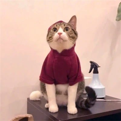 Siti Aminah avatar